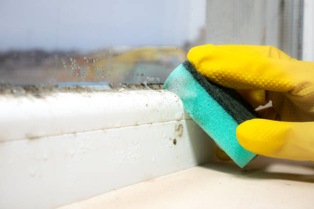 Best Attic Mold Removal  in Whittier, CA